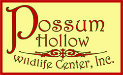 Possum Hollow