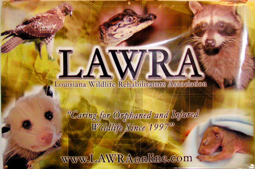 Full Color Digital Banner for LAWRA, Designed and Printed in House